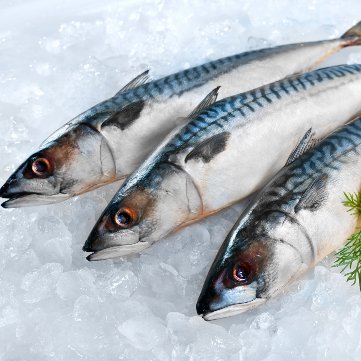 Sardine